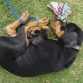 DORMIDO EN LA EXPOCANINA EN IRAPUATO